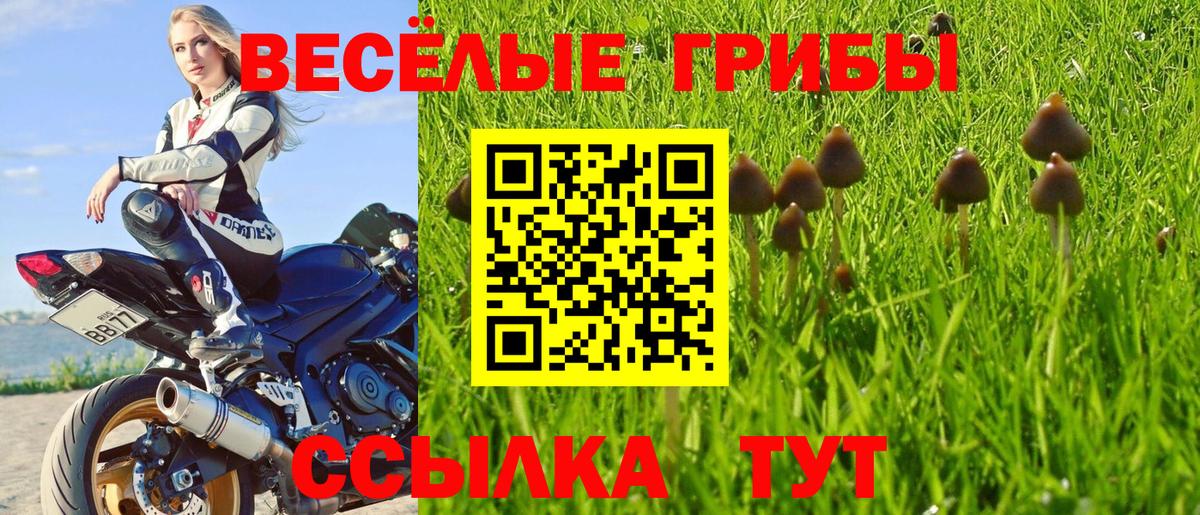 Галлюциногенные грибы прущие грибы Котлас